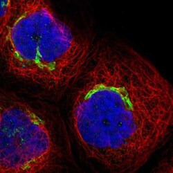 PHACS Antibody, Novus Biologicals:Antibodies:Primary Antibodies